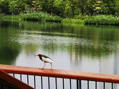 -四海公园(南山区)