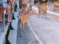-清迈夜间动物园