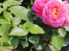 -人民公园(罗湖区)