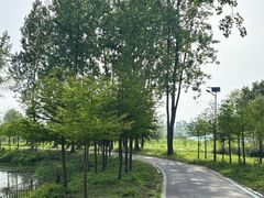 -合肥滨湖国家森林公园