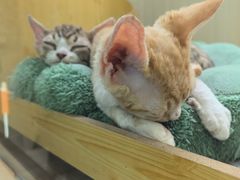-momokira米努特·德文卷毛猫·棉花面纱犬