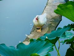 -莲花池公园