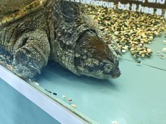 -上海大自然野生昆虫馆(东方明珠·爬宠昆虫探索中心)