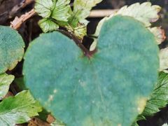 -雁荡山风景名胜区-朝阳洞