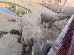 -西霞口神雕山野生动物世界