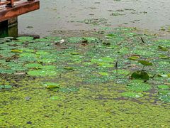 -丁香湖公园