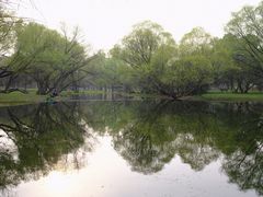 -上海共青森林公园