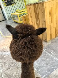 -神奇动物撸宠馆·羊驼·小浣熊·异宠(豫园店)