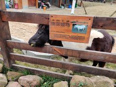 -黄龙溪欢乐田园