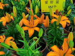 -荷兰花海