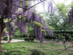 -嘉定紫藤园
