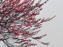 -中国茶叶博物馆(双峰馆区)