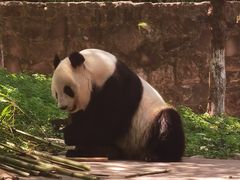 -都江堰中华大熊猫苑