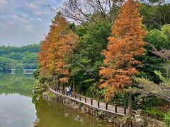 -深圳仙湖植物园