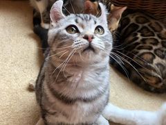 -猫友咖啡店(玉林西路店)