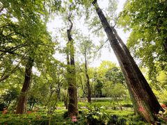 -上海共青森林公园