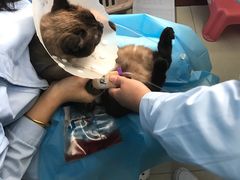 -纳吉亚猫专科动物诊疗中心(蒋宅口分院)