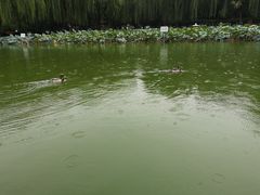 -团结湖公园