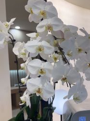 -智美品质医美