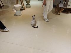 -藏猫猫咖啡主题馆(中央大道店)