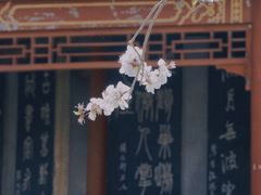 -碑林公园