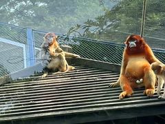 -大连森林动物园