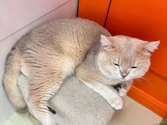 -三花喵·撸猫购宠·宠物生活馆(虹桥南丰城店)