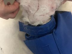 -瑞派福兴宠物医院犬猫全科·骨科·中西医结合(河东店)