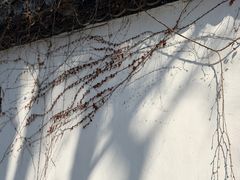 -水绘园