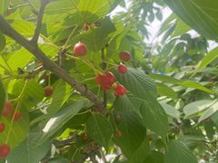 -南京外国语学校(仙林分校西区)