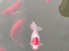 -汇慈安·高端自营月嫂(武汉月子尊享店)