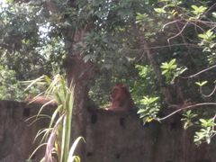 -海南热带野生动植物园