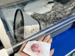 -特一安24小时宠物医院·骨科·中兽医