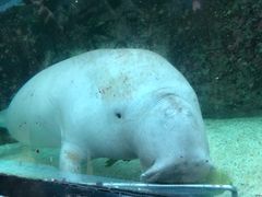 -悉尼海洋生物水族馆