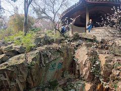 -香雪海