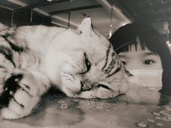 -more than meow吴止猫主题餐厅(承德 中船汇店)