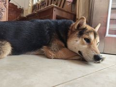-博特宠物医院24h犬猫全科.骨科·异宠