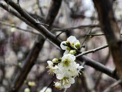 -蜀冈西峰生态公园