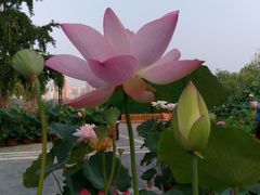 -莲花池公园