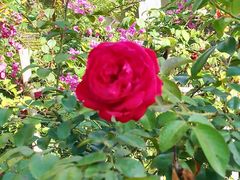 -亚龙湾国际玫瑰谷