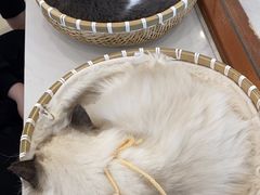 -共舞时光猫咖·狗咖(新街口店)