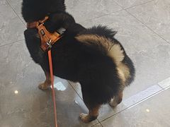 -半岛宠物医院24小时(西派城店)
