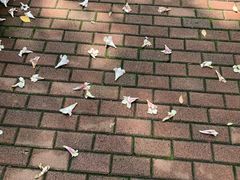 -重庆彩云湖湿地公园