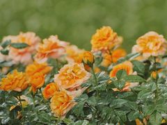 -人民公园(罗湖区)