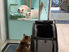 -猫宠乐园·专业洗护