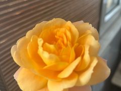 -中环花鸟鱼虫市场