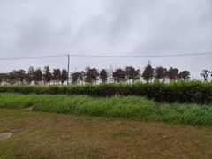 -春花秋色城市公园