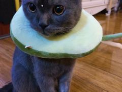 -爱侣宠医·鹦鹉专科·小型哺乳类·异宠专科(灵石路店)