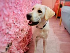 -百好乐宠物友好餐厅(朝外大街店)