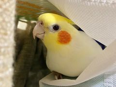 -瑞派·关忠动物医院·异宠专科·犬猫肿瘤·皮肤专科(望京店)